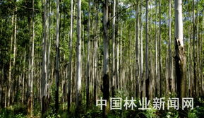 广西国有高峰林场产品展示